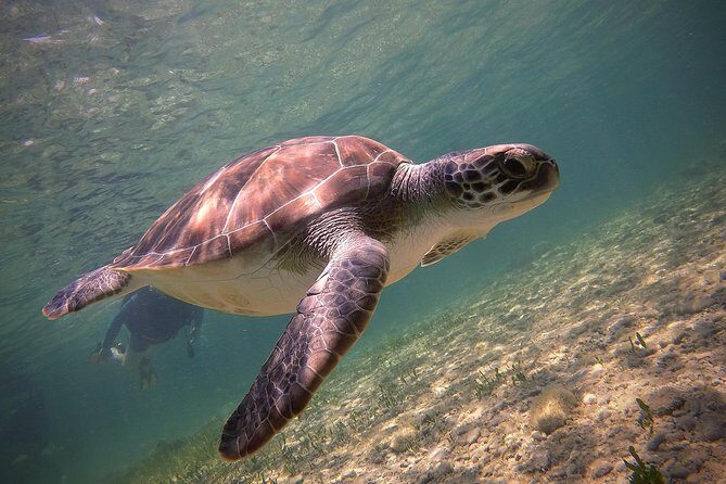 Half-Day Scuba Diving Tour - Discover Scuba Diving! - An In-Depth Look at the Discover Scuba Experience in Paphos