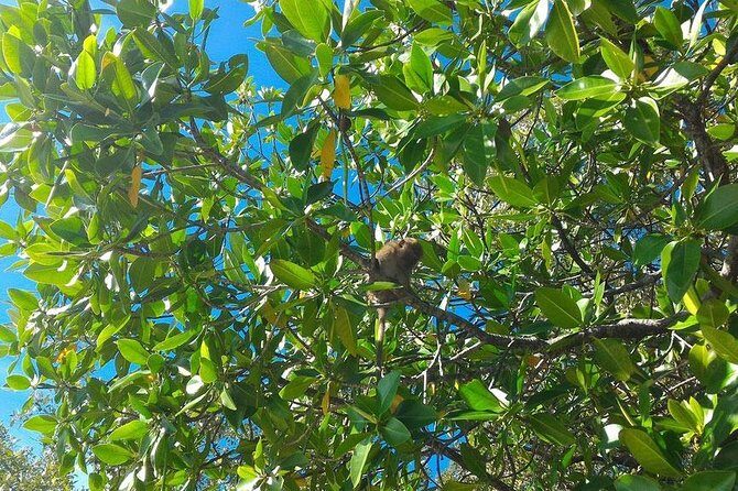 Half Day Sea Cave Kayaking Small Group From Koh Lanta - Final Thoughts