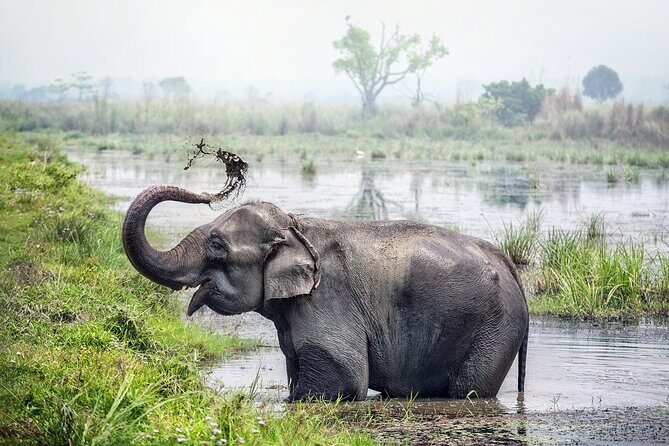 Half Day Sharing Jeep Safari in Chitwan National Park - Potential Drawbacks to Keep in Mind