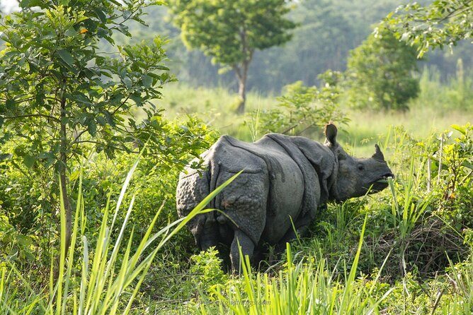Half Day Sharing Jeep Safari in Chitwan National Park - Who Will Appreciate This Tour?