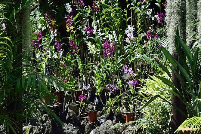 Half Day Sightseeing - Wonders of Nadi Tour - Exploring Nadi in a Nutshell: What to Expect