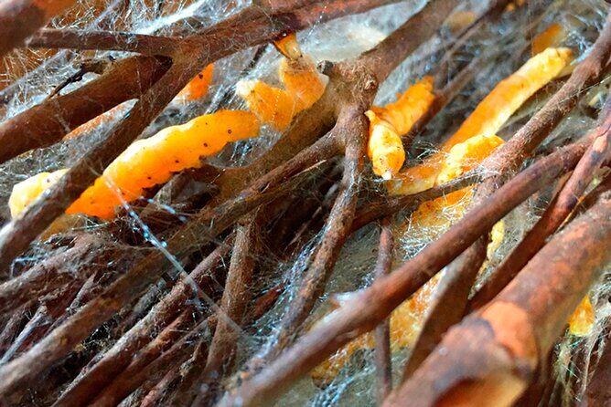 Half Day Silk Island Cruise and Tours with English speaking guide - Frequently Asked Questions