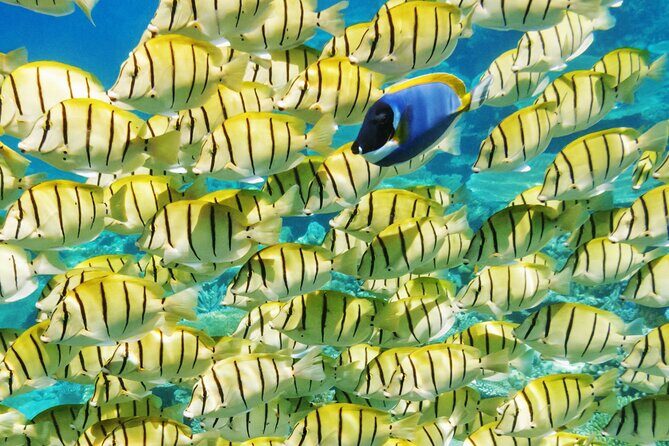 Half-Day Small-Group Cruise in Bora Bora with Snorkelling - An In-Depth Look at the Bora Bora Snorkeling Experience
