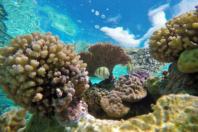 Half-Day Small-Group Cruise in Bora Bora with Snorkelling - Who Would Love This Tour?