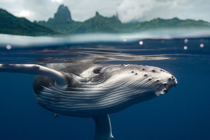 Half Day Small Group Whale Watching - Key Points