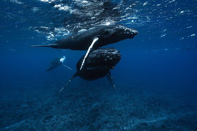 Half Day Small Group Whale Watching - Why This Tour Excels