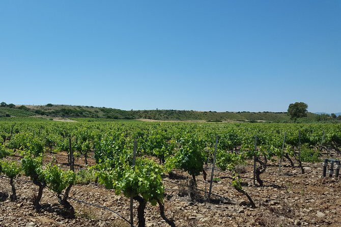 Half-Day Small-Group Wine Experience with Wine Expert from Cagliari - Pricing and Value: Is It Worth It?