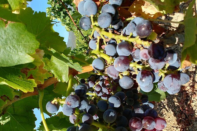 Half-Day Small-Group Wine Experience with Wine Expert from Cagliari - FAQs
