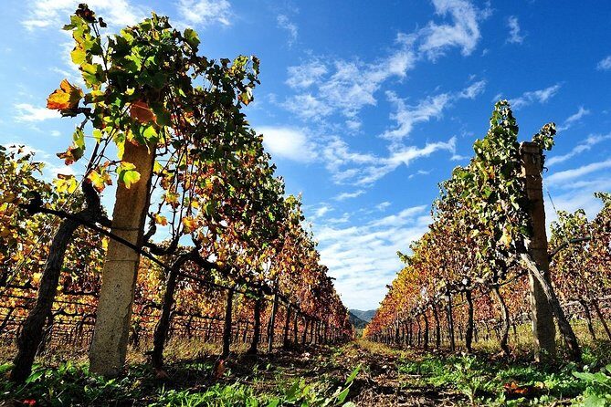 Half-Day Small-Group Wine Experience with Wine Expert from Cagliari - Final Thoughts