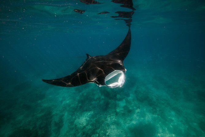 Half Day Snorkel 2.5hr Turtle Tour on the Ningaloo Reef, Exmouth - FAQs