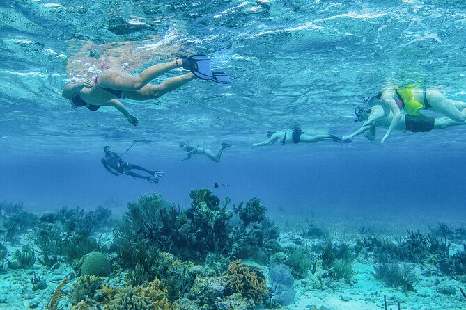 Half Day Snorkel to Laughing Bird Caye - Key Points