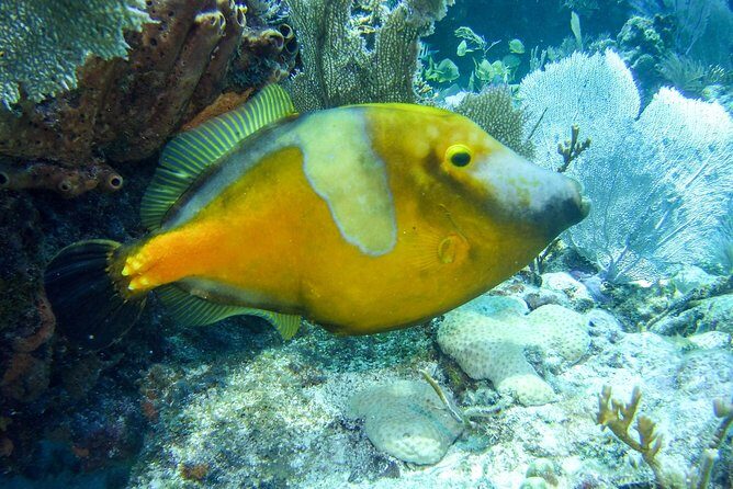 Half Day Snorkel Trip on Reefs in the Florida Keys - FAQ