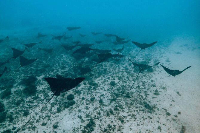Half Day Snorkeling in Moorea - FAQ