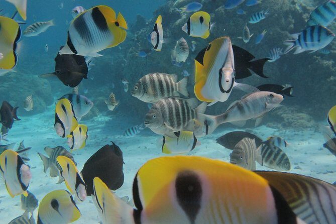 Half day Snorkeling Shared Boat Tour in Bora Bora - An In-Depth Look at the Bora Bora Snorkeling Tour Experience