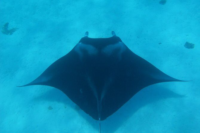 Half day Snorkeling Shared Boat Tour in Bora Bora - The Sum Up