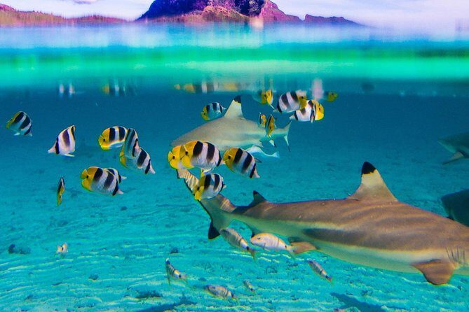 Half day Snorkeling Shared Boat Tour in Bora Bora - FAQs