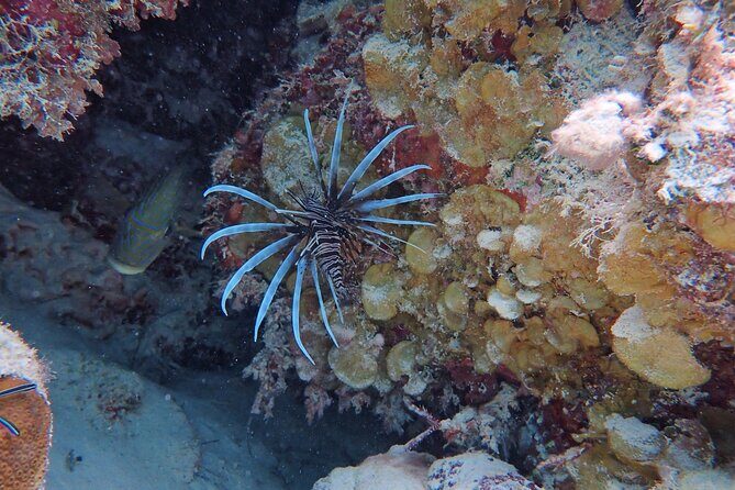 Half Day Snorkeling Tour Caye Caulker - Who Would Love This Tour?