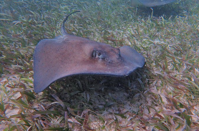 Half Day Snorkeling Tour Caye Caulker - FAQs