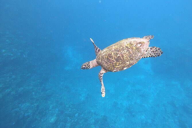 Half-Day Snorkeling Tour from Papeete - Key Points