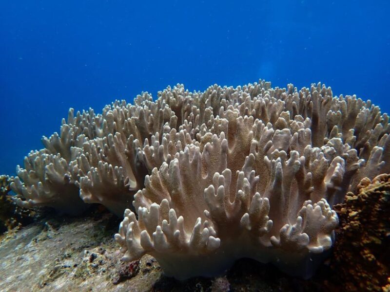 Half-Day Snorkeling trip in Nha Trang with Vietnam Active - Practical Details and Value