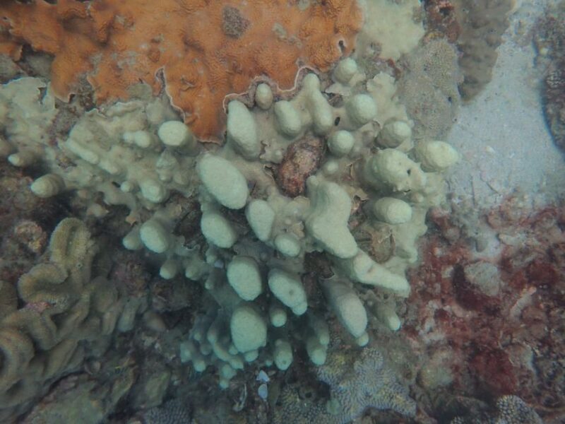 Half-Day Snorkeling trip in Nha Trang with Vietnam Active - The Sum Up