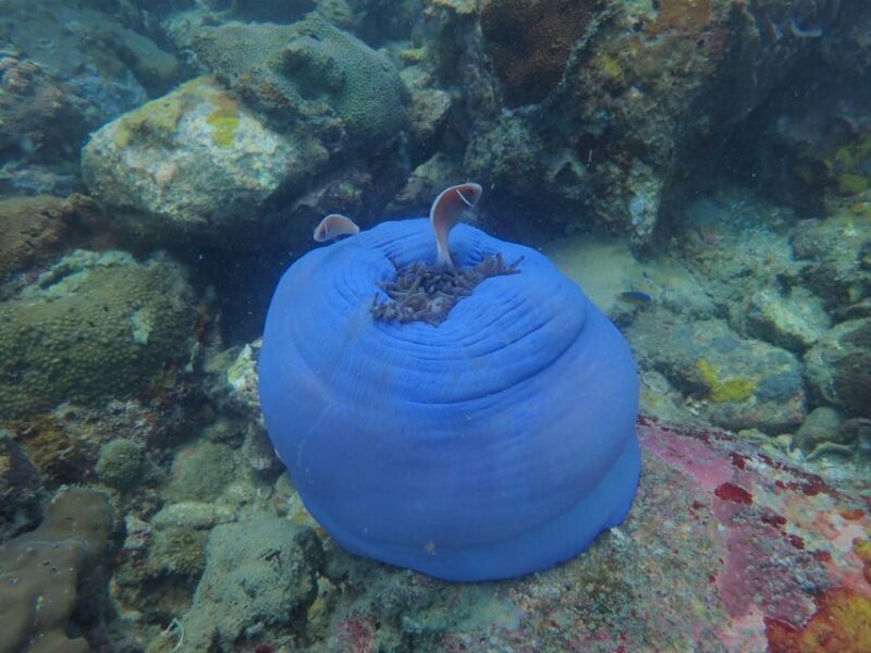 Half-Day Snorkeling trip in Nha Trang with Vietnam Active - FAQ