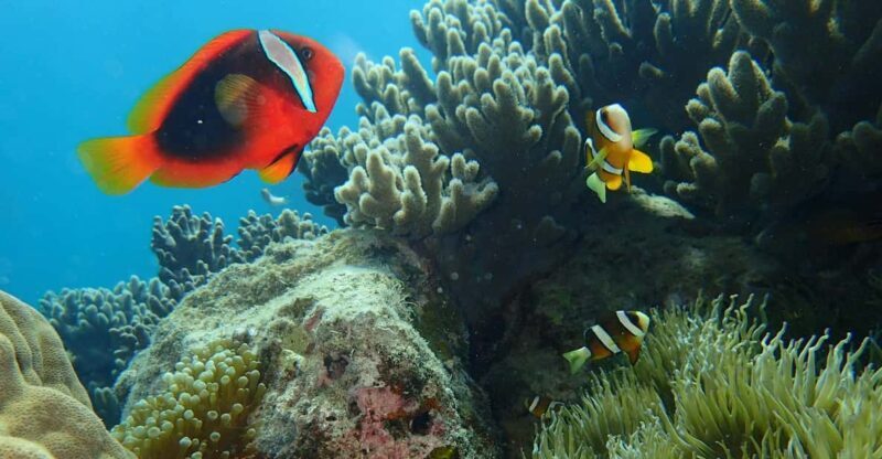 Half-Day Snorkeling Trip to Kerama - Detailed Review of the Snorkeling Experience