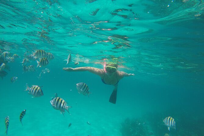Half Day Swimming Pigs on Rose Island, Snorkeling and Lunch - Who Should Book This Tour?