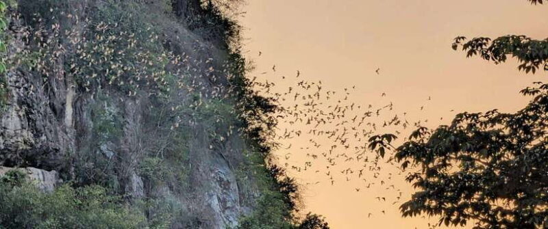 Half-day swing bridge, bamboo train, batcave & Killing cave - An In-Depth Look at the Battambang Half-Day Tour