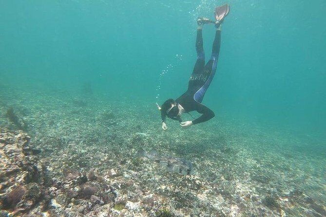 Half Day Tintoreras Tour from Isabela Island - Key Points