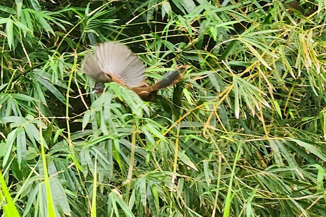 Half Day Tobago Tours with Transfers - FAQ