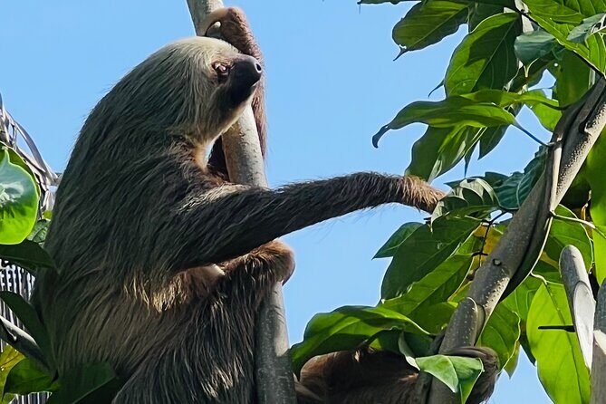 Half day Tortuguero Canal, Cahuita National Park & Puerto Limon - Key Points