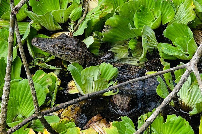 Half day Tortuguero Canal, Cahuita National Park & Puerto Limon - An In-Depth Look at the Tour