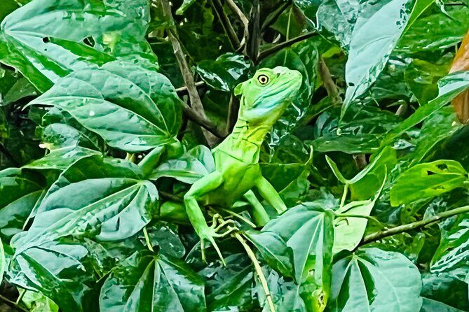 Half day Tortuguero Canal, Cahuita National Park & Puerto Limon - FAQs