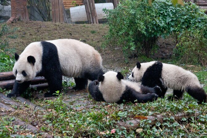 Half-Day Tour at Chengdu Panda Breeding Research Base - Who Will Love This Tour?