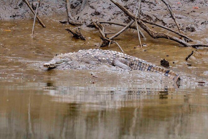 Half Day Tour Churute Mangroves and Bird Watching from Guayaquil - Exploring the Churute Mangroves and Bird Watching from Guayaquil: A Natural Escape