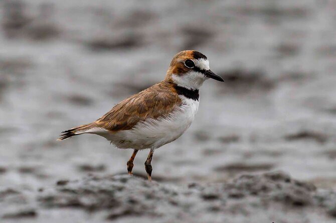 Half Day Tour Churute Mangroves and Bird Watching from Guayaquil - Diving Into the Experience: What You Can Expect