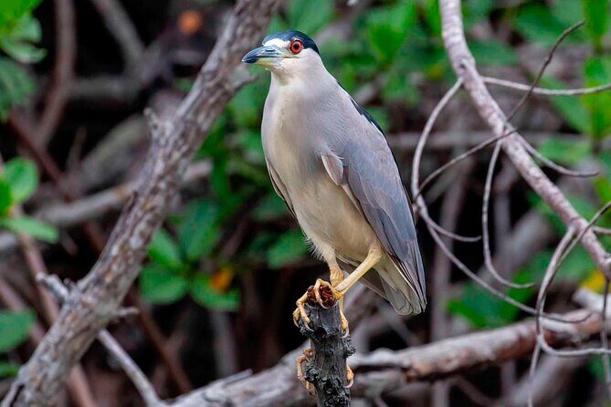 Half Day Tour Churute Mangroves and Bird Watching from Guayaquil - Final Thoughts: Why This Tour Stands Out