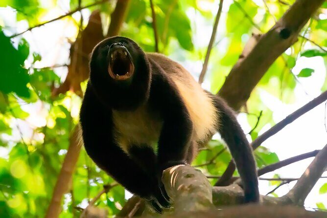 Half Day Tour Churute Mangroves and Bird Watching from Guayaquil - FAQ