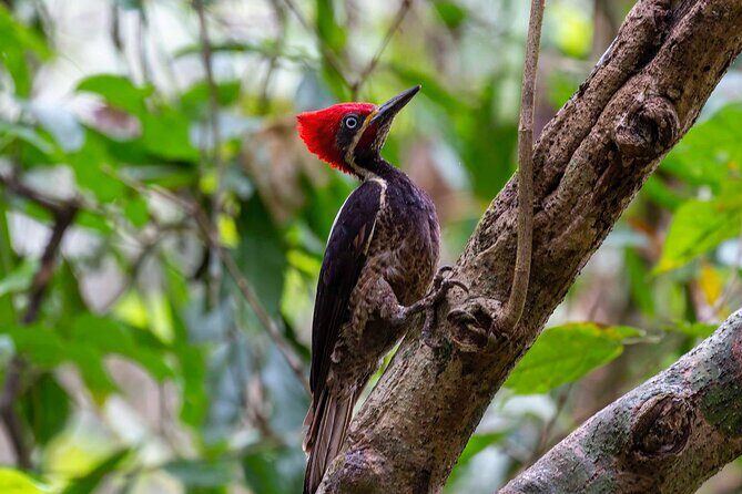Half Day Tour Churute Mangroves and Bird Watching from Guayaquil - In The Sum Up