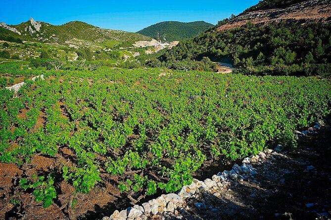 Half Day Tour - Deep and Dark Red Wine of Peljeac - FAQ