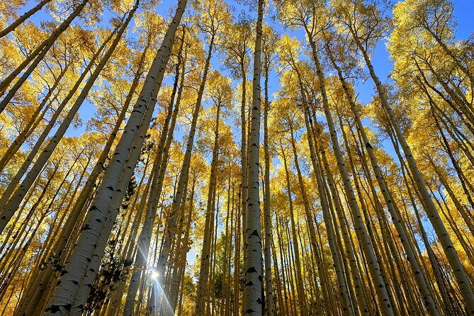 Half Day Tour from Denver Private Guided Hike with Curated Picnic - Frequently Asked Questions