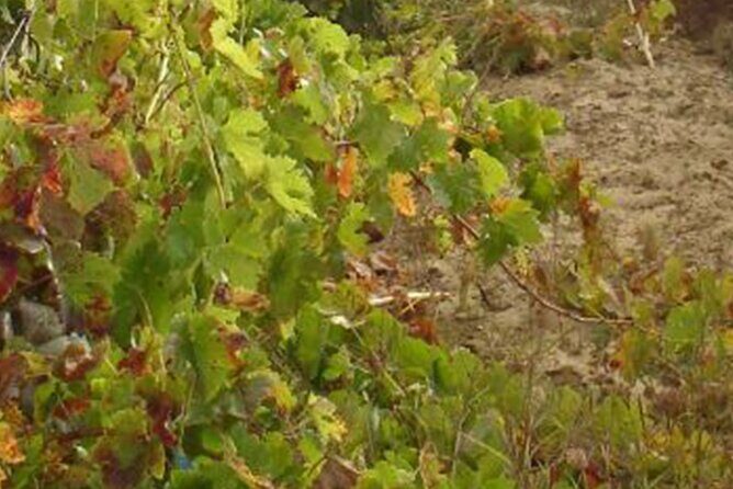 Half-Day Tour in Cascais / Sintra with Brunch and Wine Tasting - An In-Depth Look at the Tour Experience