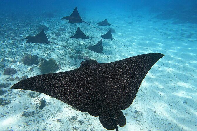 Half Day Tour lagoon discovery marine fauna flora small group - A Detailed Look at the Moorea Lagoon Discovery Tour