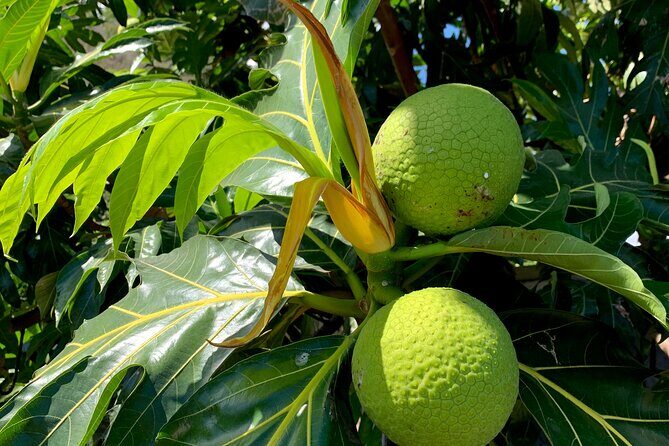 Half-Day Tour of Moorea Island in a Small Group - Final Thoughts