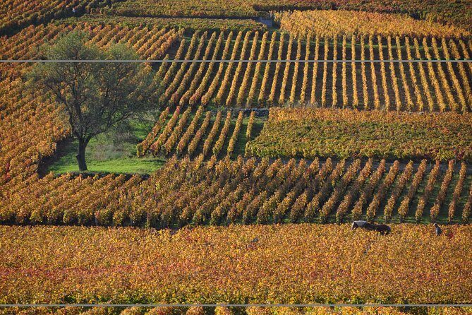 Half Day Tour of the Cote de Nuits Vineyards from Dijon - Key Points