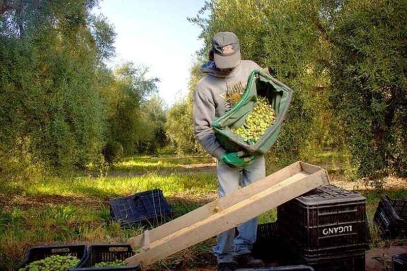 Half Day Tour of Wineries and Olive Oil from Mendoza - What This Tour Means for You