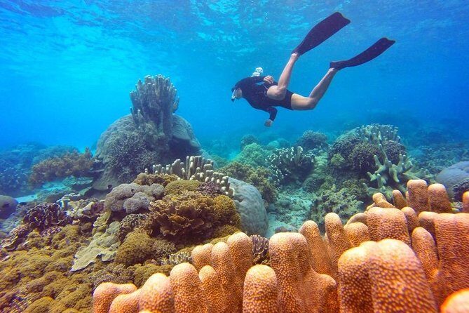 Half Day Tour Snorkeling in Nha Trang Bay Included Lunch - A Deep Dive into the Snorkeling Experience in Nha Trang