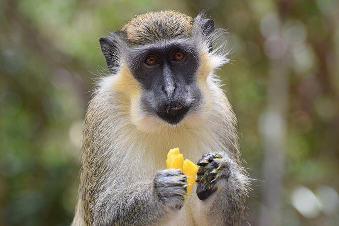 Half Day Tour St Nicholas Abbey and The Barbados Wildlife Reserve - A Deep Dive into the Experience
