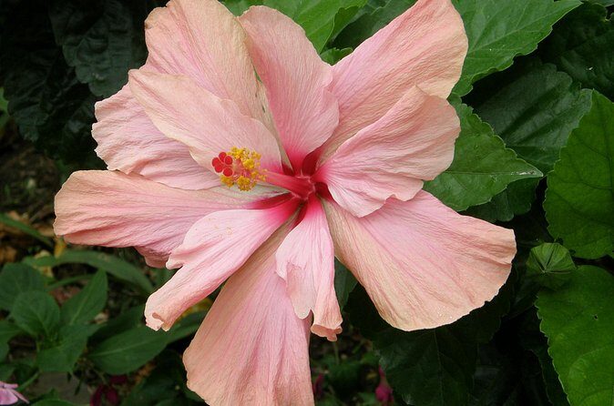 Half Day Tour St Nicholas Abbey and The Barbados Wildlife Reserve - The Sum Up